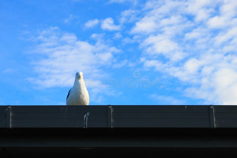 Gaviota de Nueva Zelanda en el tejado foto de archivo libre de regalías Gaviota de Nueva Zelanda en el tejado foto de archivo libre de regalías