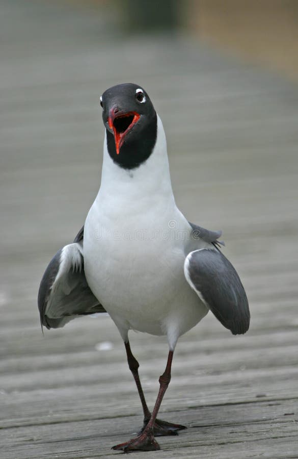 Laughing gull (Larus atricilla), Cape May, New Jersey. Laughing gull (Larus atricilla), Cape May, New Jersey