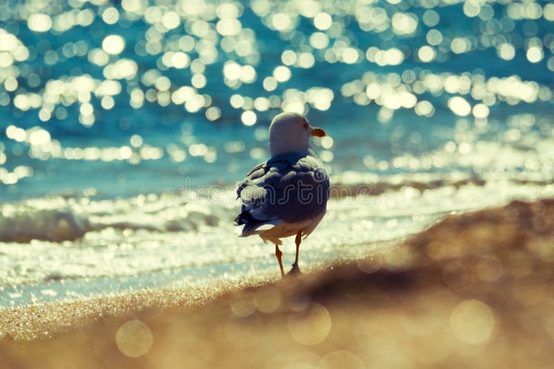 Gaviota en la playa imagen de archivo Gaviota en la playa imagen de archivo