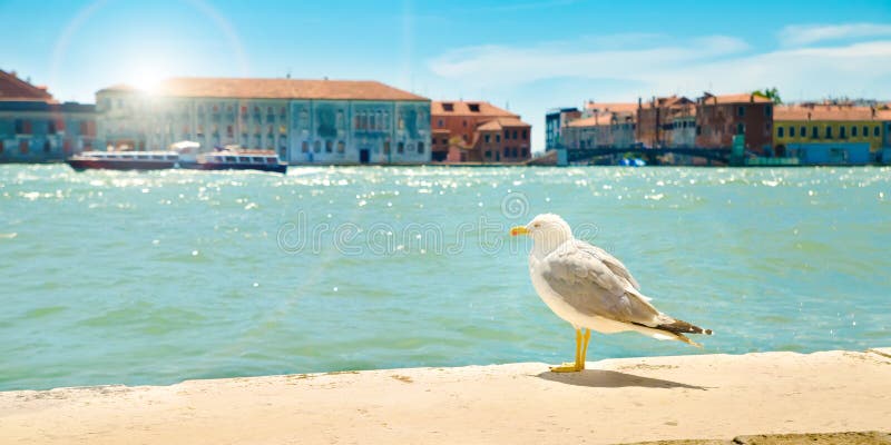 Gaviota en Venecia imagen de archivo Gaviota en Venecia imagen de archivo