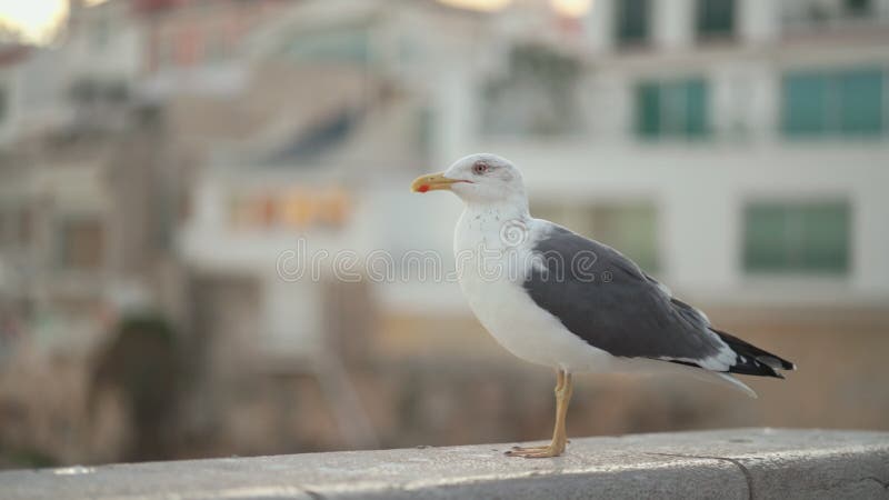 Gaviota encaramada en un camino costero al atardecer en una ciudad costera metrajes