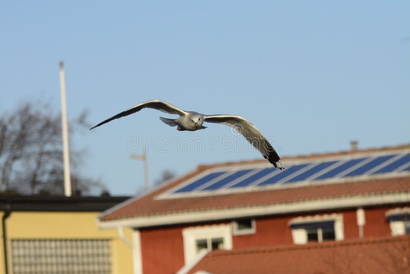 Gaviota que hace el contacto visual fotografía de archivo libre de regalías Gaviota que hace el contacto visual fotografía de archivo libre de regalías