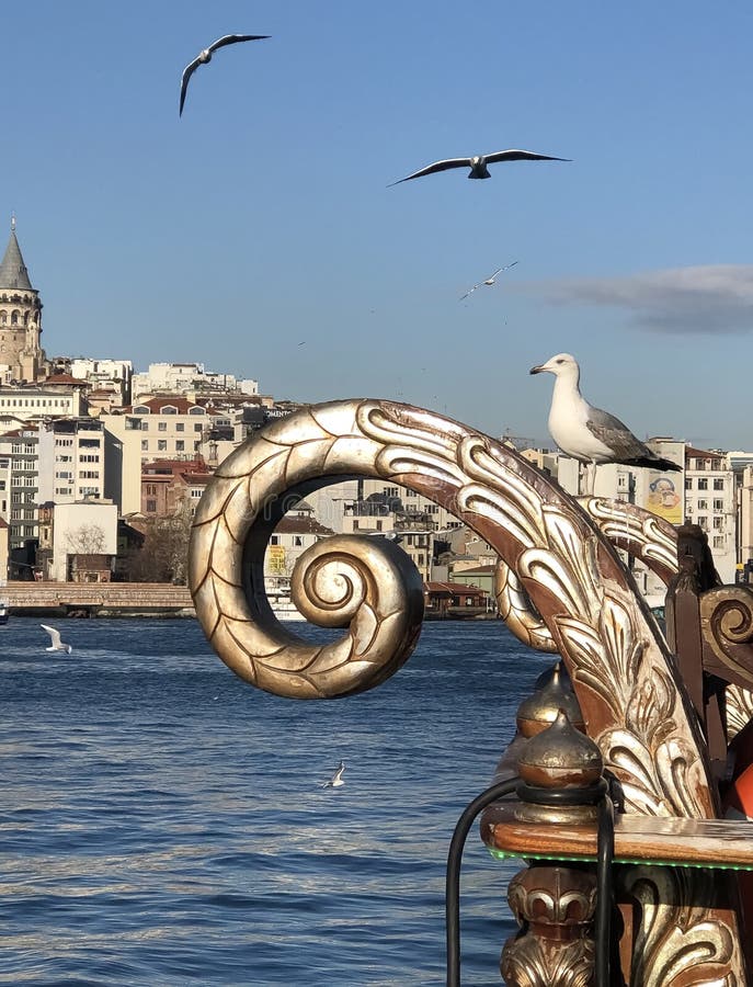 Gaviota que presenta en el puerto de Estambul fotos de archivo libres de regalías Gaviota que presenta en el puerto de Estambul fotos de archivo libres de regalías
