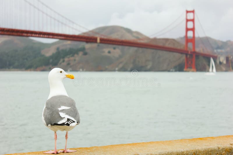 Gaviota que se coloca con puente Golden Gate en fondo imagen de archivo libre de regalías Gaviota que se coloca con puente Golden Gate en fondo imagen de archivo libre de regalías