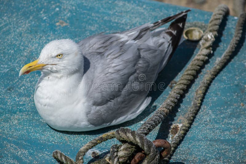 Gaviota que se sienta en un barco imágenes de archivo libres de regalías Gaviota que se sienta en un barco imágenes de archivo libres de regalías