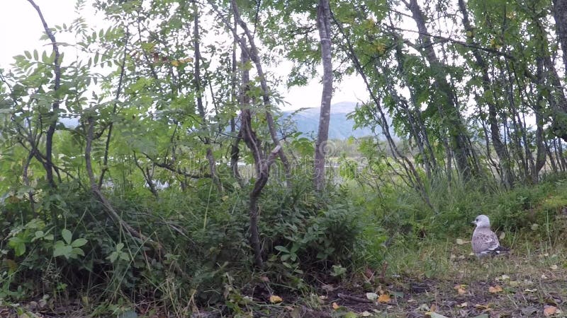 Gaviota tranquila hermosa que vaga en bosque al lado de la orilla de la charca en la cámara lenta del verano