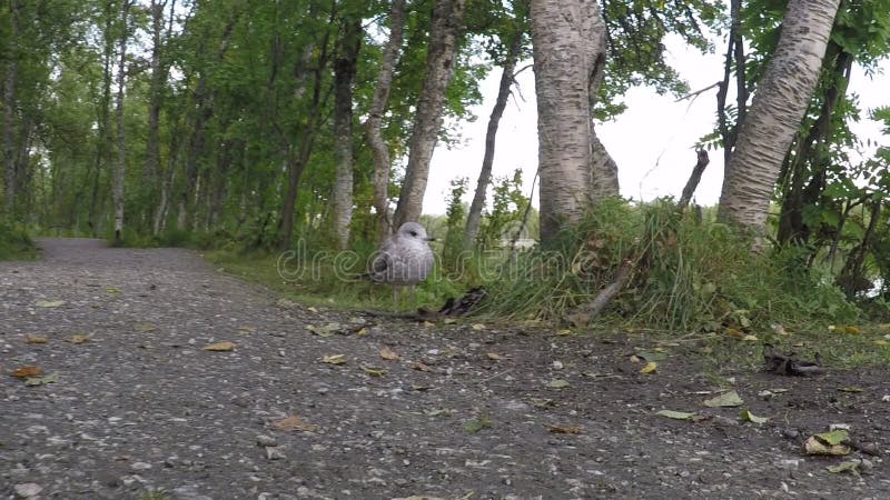 Gaviota tranquila hermosa que vaga en bosque al lado de la orilla de la charca en verano