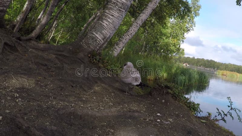 Gaviota tranquila hermosa que vaga en bosque al lado de la orilla de la charca en verano