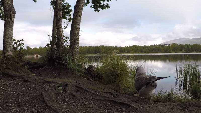 Gaviota tranquila hermosa que vaga en bosque al lado de la orilla de la charca en verano