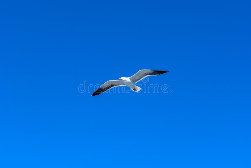 Gaviota voladora imágenes de archivo libres de regalías Gaviota voladora imágenes de archivo libres de regalías