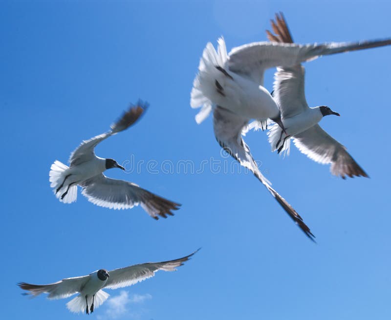 Gaviotas 1 imagen de archivo. Imagen de deslizamiento, asoleado 52877