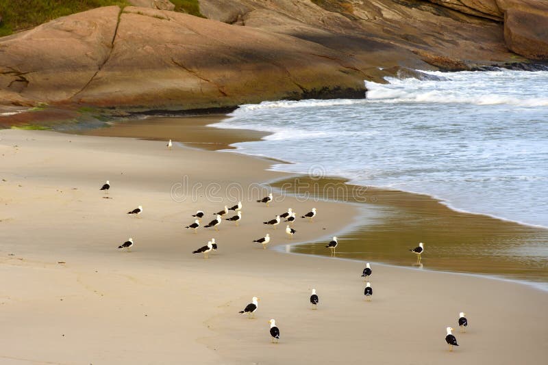 Gaviotas alojadas en la playa del diablo en Ipanema foto de archivo libre de regalías Gaviotas alojadas en la playa del diablo en Ipanema foto de archivo libre de regalías