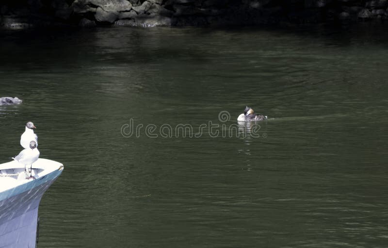 Gaviotas de cabeza negra que miran la gran natación del colimbo con cresta en el río Támesis imagen de archivo Gaviotas de cabeza negra que miran la gran natación del colimbo con cresta en el río Támesis imagen de archivo
