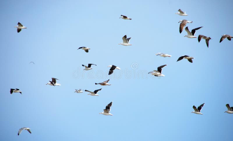 Gaviotas volando fotografía de archivo