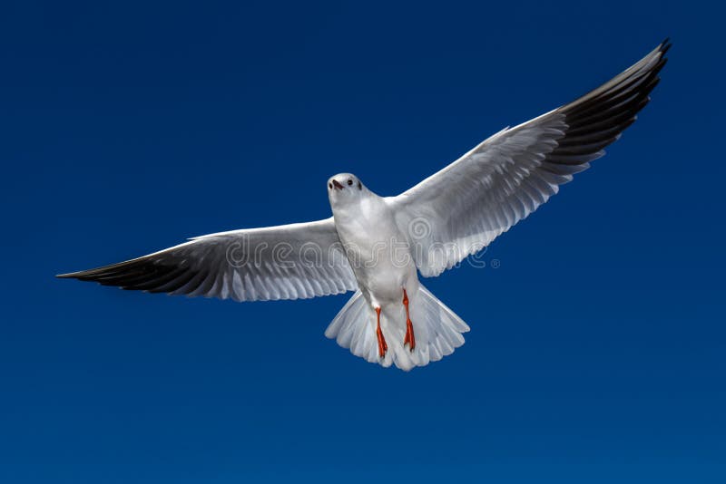 Gaviotas del vuelo en luz del sol foto de archivo Gaviotas del vuelo en luz del sol foto de archivo