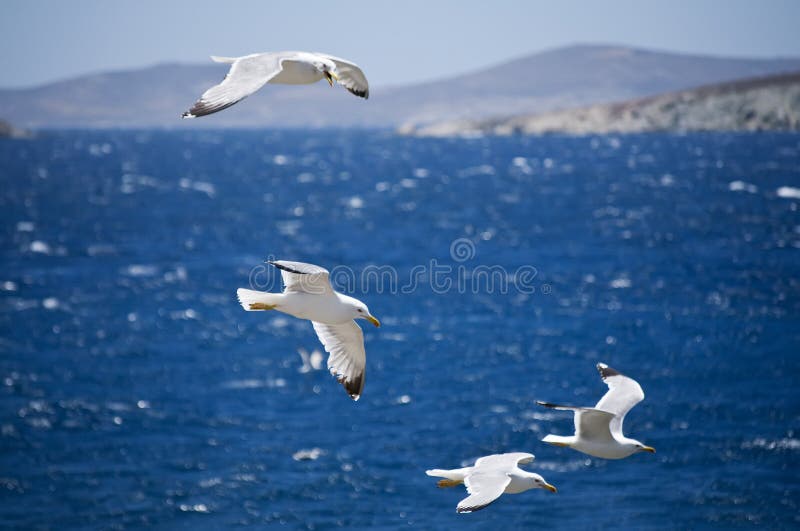 Gaviotas en Grecia fotografía de archivo libre de regalías Gaviotas en Grecia fotografía de archivo libre de regalías