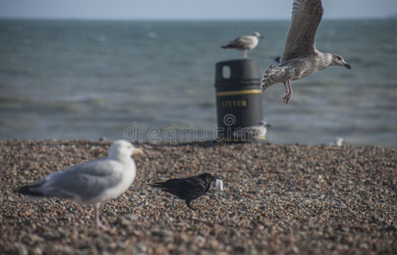 Gaviotas en una playa - Brighton; día soleado en verano fotografía de archivo libre de regalías Gaviotas en una playa - Brighton; día soleado en verano fotografía de archivo libre de regalías