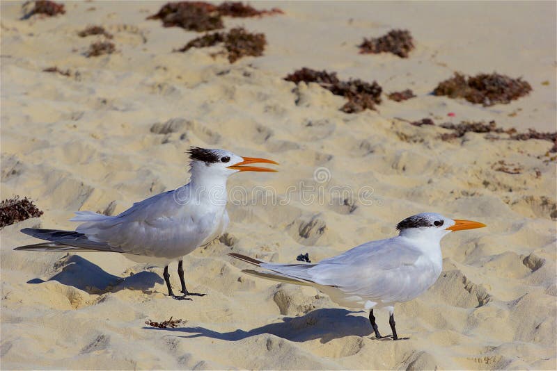 Gaviotas En La Playa En Playa Del Carmen, México Foto de archivo