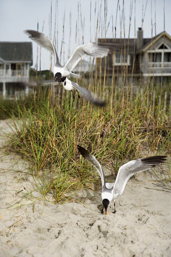 Gaviotas swooping sobre la playa. fotografía de archivo libre de regalías Gaviotas swooping sobre la playa. fotografía de archivo libre de regalías