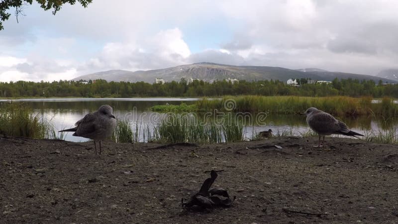 Gaviotas tranquilas hermosas que vagan en bosque al lado de la orilla de la charca en verano