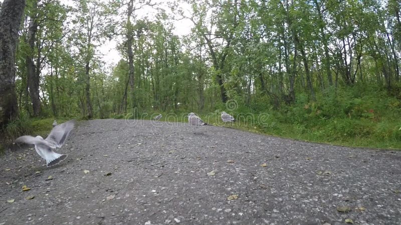 Gaviotas tranquilas hermosas que vagan en bosque al lado de la orilla de la charca en verano