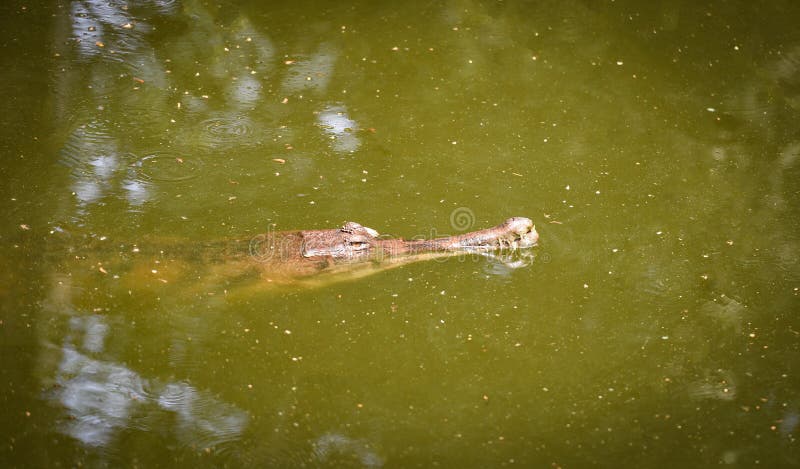 Gawiala krokodyl lub gharial unosić się na wodnego stawu naturze zdjęcie stock Gawiala krokodyl lub gharial unosić się na wodnego stawu naturze zdjęcie stock