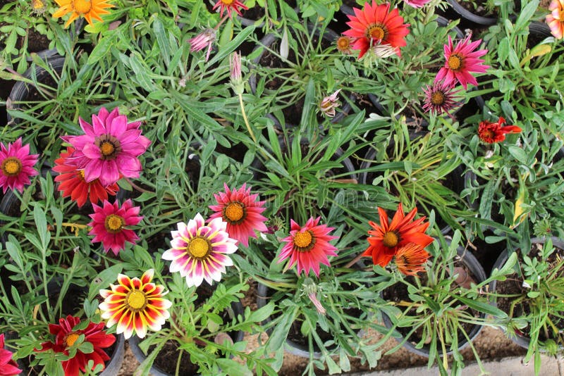 Daisydisk flowers near me Daisydisk flowers near me
