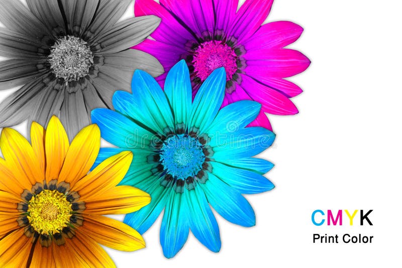 Gazania blommar CMYK fotografering för bildbyråer Gazania blommar CMYK fotografering för bildbyråer