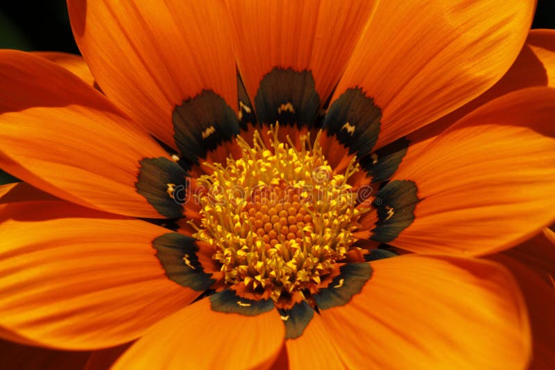 Gazania-Hybrid, Detail