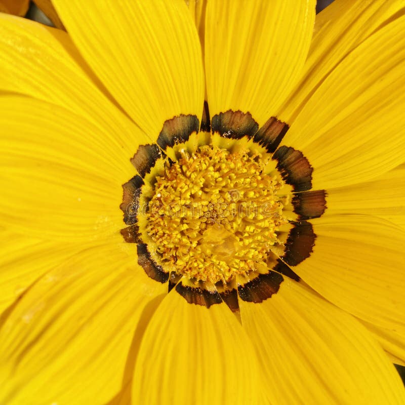 Gazania splendens, Treasure flower