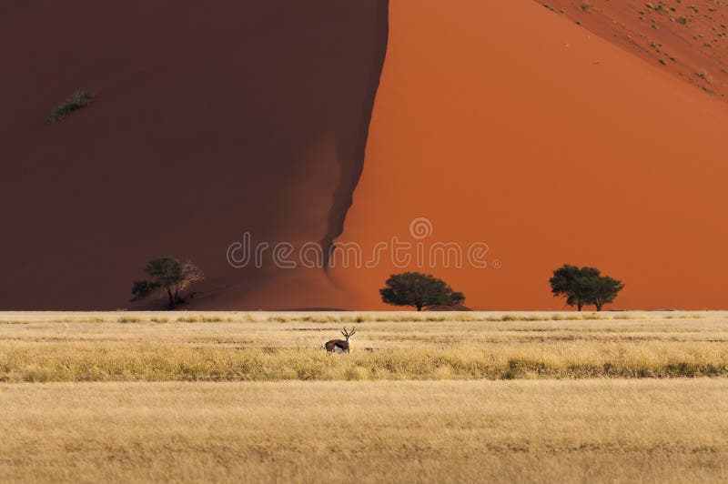 Gazela que está na frente de uma duna vermelha em Sossusvlei, Namíbia