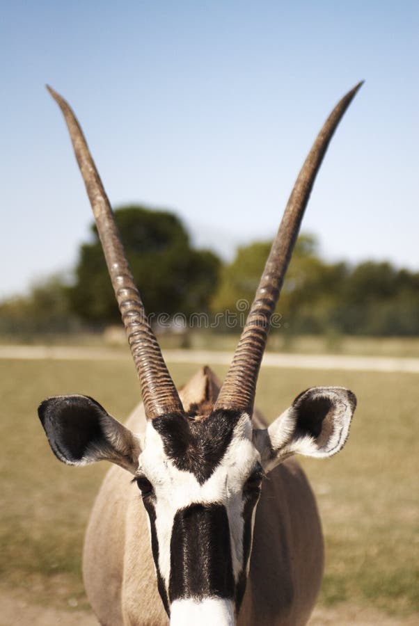 Closeup of gazelle facing the camera. Vertical shot.