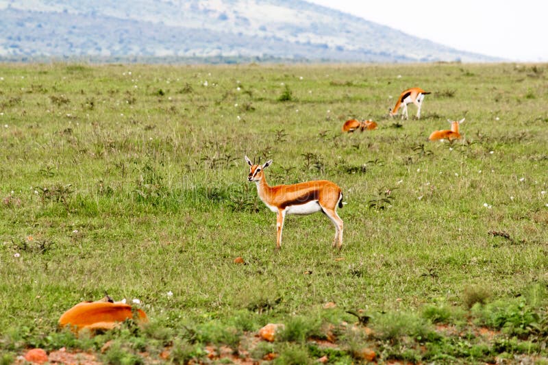 The Gazelle in the Masai Mara park