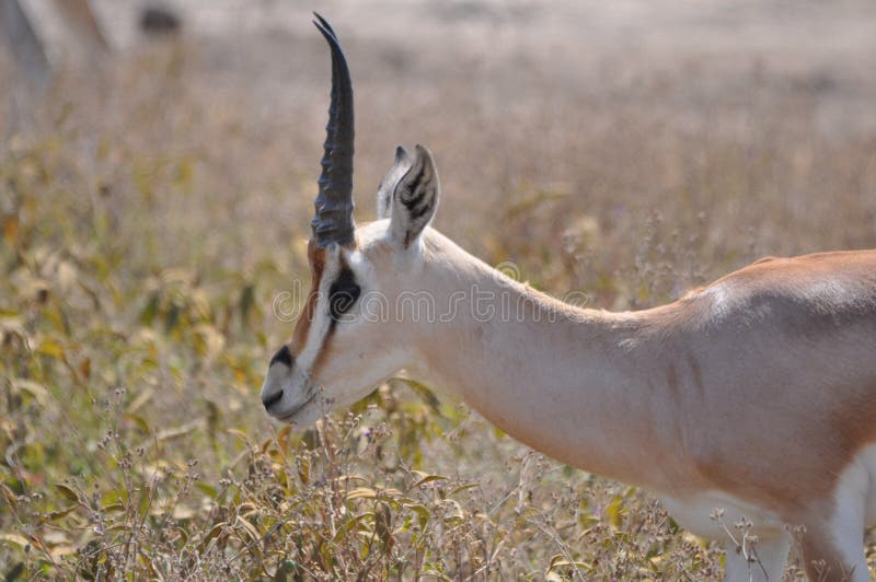 Gazelle in the Ngorongoro krater @ Tanzania