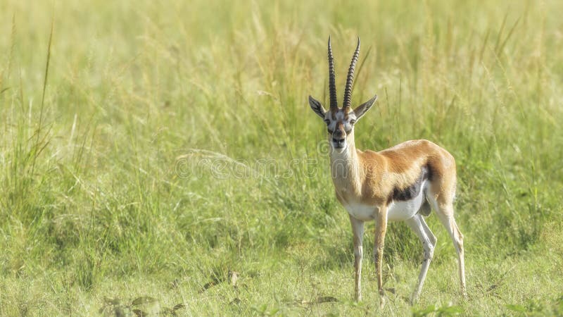 The Thomson's gazelle (Eudorcas thomsonii) is one of the best-known gazelles. It is named after explorer Joseph Thomson and is sometimes referred to as a tommie. It is considered by some to be a subspecies of the red-fronted gazelle and was formerly considered a member of the genus Gazella within the subgenus Eudorcas, before Eudorcas was elevated to genus status. Thomson's gazelles can be found in numbers exceeding 550,000 in Africa and are recognized as the most common type of gazelle in East Africa. The Thomson's Gazelle can reach speeds of 50 miles an hour. It is the second fastest animal on earth.