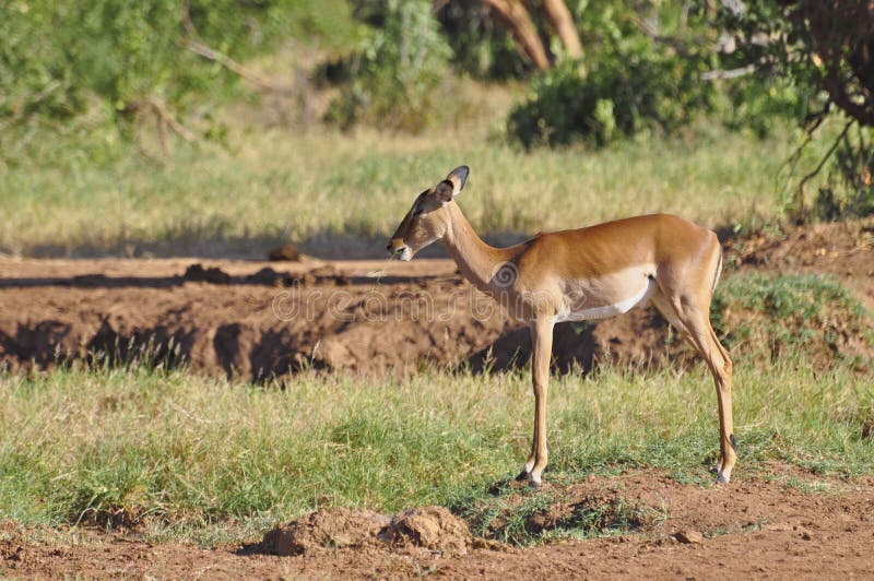 Gazelle Africa stock image