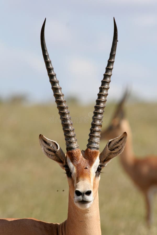 Portrait of grant gazelle bock. Portrait of grant gazelle bock