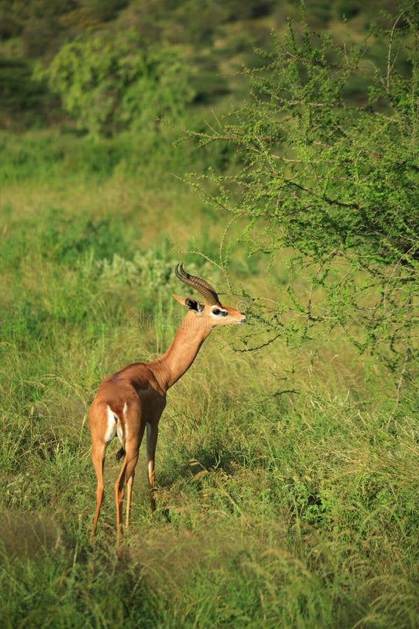 Gazelle eating royalty free stock photos