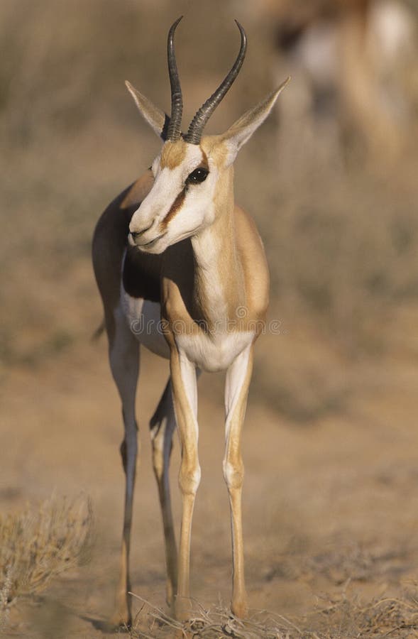 Gazelle on savannah. Gazelle on savannah