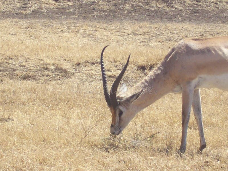 Gazelle in Tanzania