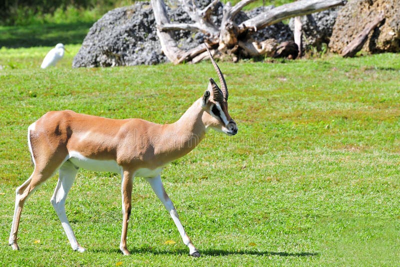 Gazelle Walking stock photo. Image of horns, mammals - 22030834