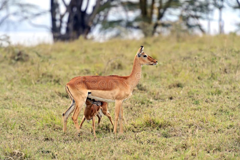 Afrikanskfy Grant's gazelle in their natural habitat. Kenya. Afrikanskfy Grant's gazelle in their natural habitat. Kenya.