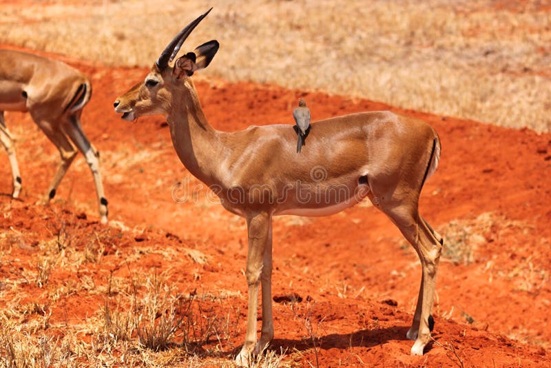 A young male of gazelle with little horns, in Kenya. A young male of gazelle with little horns, in Kenya.