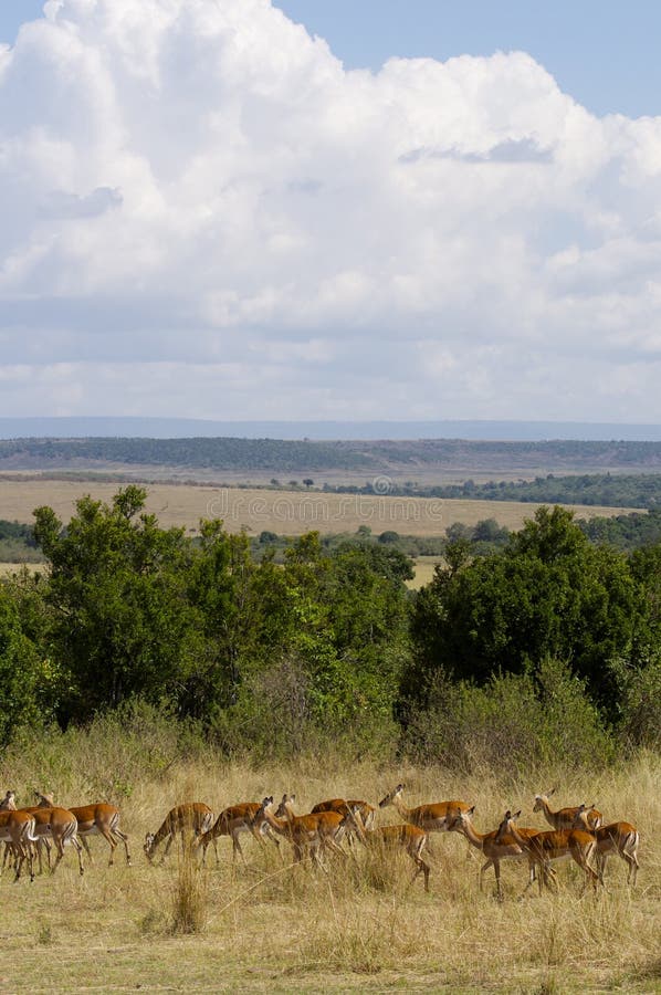 Gazelles photo stock. Image du deer, mammifère, destinations 26493068