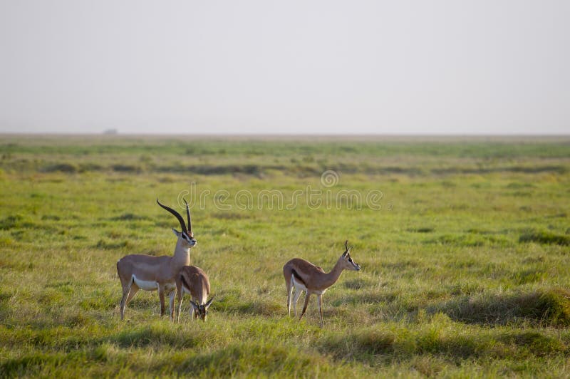 Gazelles, Amboseli royalty free stock images