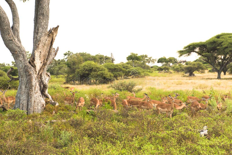 Gazelles - Impalas in beautiful landscape of Okavango Delta, Botswana royalty free stock photo
