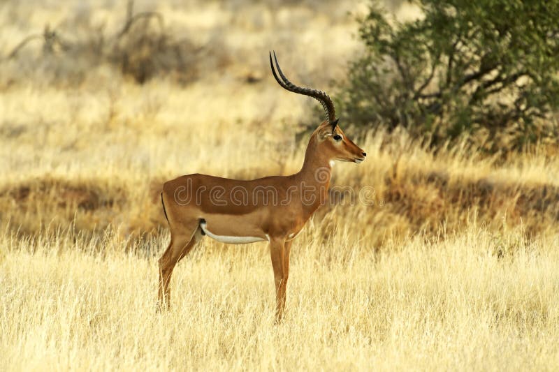 Afrikanskfy Gazelle Grant in their natural habitat . Kenya . Afrikanskfy Gazelle Grant in their natural habitat . Kenya .