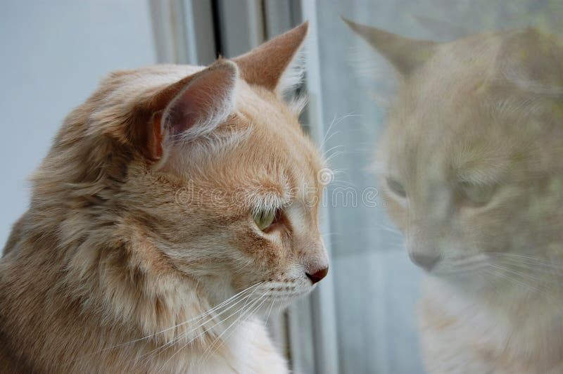 Angry meow cat stock photo. Image of life, beautiful, expression