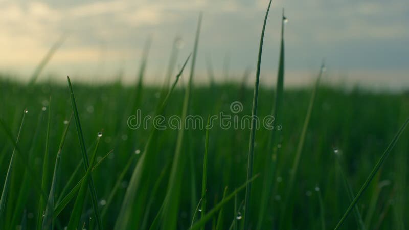 Gazon d'eau soleil vert poussant sur le terrain de pelouse frais. prairie calme dans la nature.