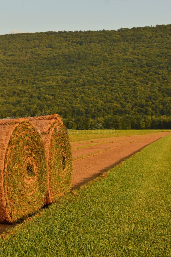 Gazon Rolls images stock Gazon Rolls images stock